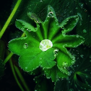 May include: Close-up of a vibrant green leaf with a star-like shape, covered in water droplets. The leaf's edges are slightly fuzzy, and a large droplet sits in the center, reflecting light. The image captures the beauty of nature and the intricate details of plant life.