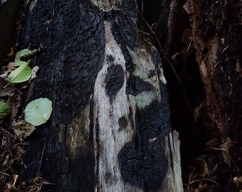 lightning struck tree powder. lightning powder.Hoodoo. Voodoo. Witchcraft. Santeria. Palo. Conjure. Vodou.