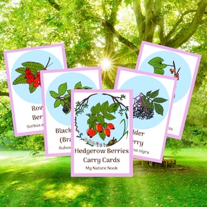 Hedgerow Berries ID Cards | flash cards (printable PDF)