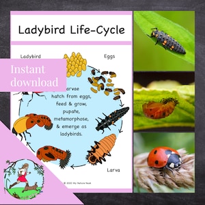 Peut inclure: Une illustration colorée du cycle de vie d'une coccinelle. L'illustration montre les étapes de développement des œufs aux larves, aux pupes et aux coccinelles adultes. Le texte indique "Ladybird Life-Cycle" et "Téléchargement instantané".