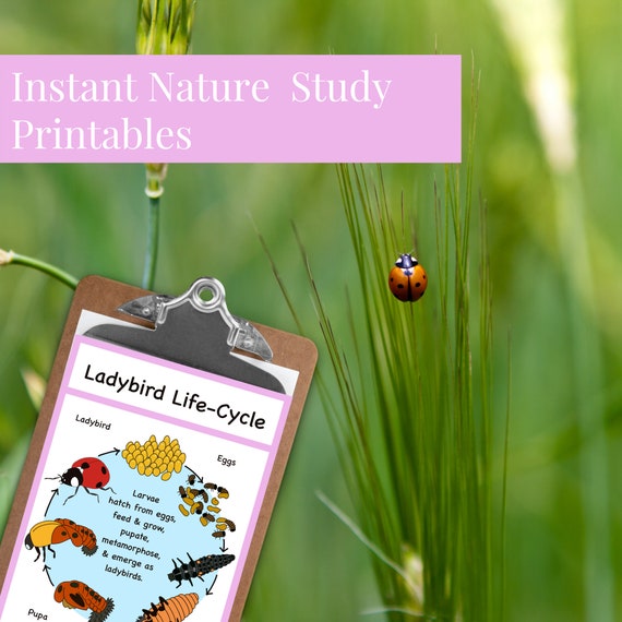 Ladybird Life-cycle Poster (printable PDF) - Etsy