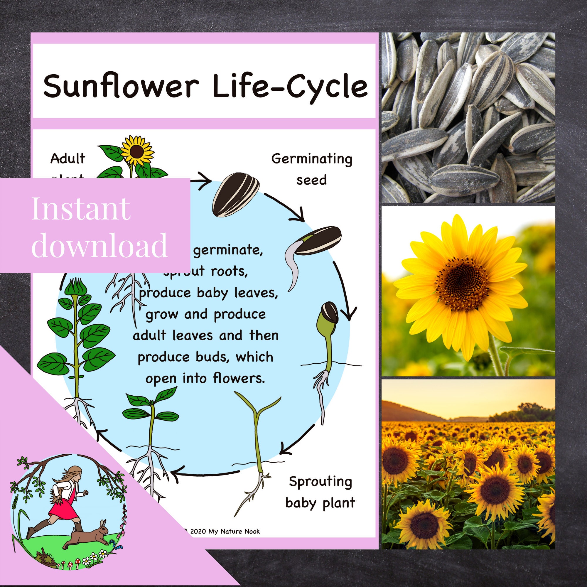 Sunflower Life Cycle Stages My XXX Hot Girl