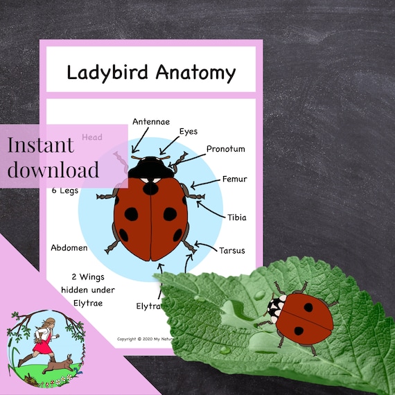 Ladybird Life-cycle Poster (printable PDF) - Etsy