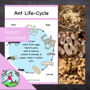 Ant Life Cycle - Nature Study Poster (printable PDF)