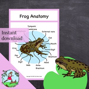 Frog Life-cycle Poster printable PDF - Etsy UK