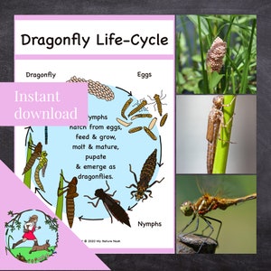 Dragonfly Life-Cycle Poster (printable PDF)
