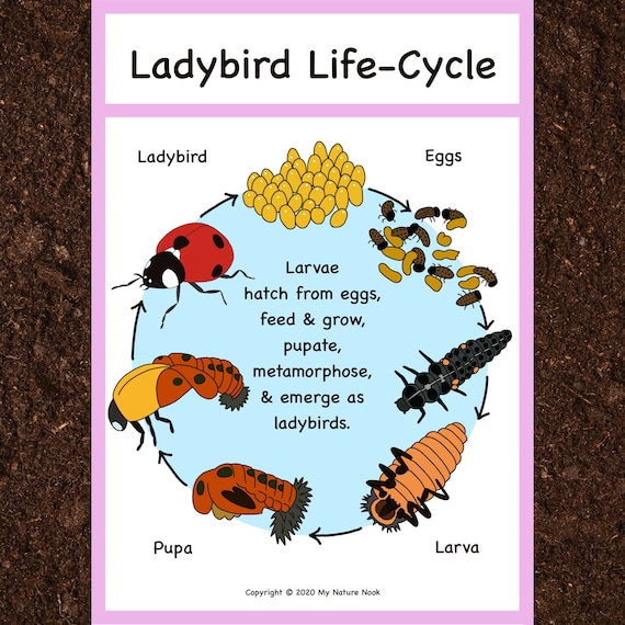 Ladybird Life Cycle Poster printable PDF Etsy Ladybird Life Cycle Poster printable PDF Etsy
