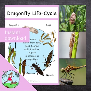 May include: A colorful illustration of the dragonfly life cycle. The illustration shows the stages of a dragonfly's life, from egg to nymph to adult. The text reads "Dragonfly Life-Cycle", "Dragonfly", "Eggs", "Nymphs", "hatch from eggs, feed & grow, molt & mature, pupate & emerge as dragonflies."