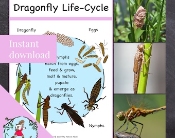 May include: A colorful illustration of the dragonfly life cycle. The illustration shows the stages of a dragonfly's life, from egg to nymph to adult. The text reads "Dragonfly Life-Cycle", "Dragonfly", "Eggs", "Nymphs", "hatch from eggs, feed & grow, molt & mature, pupate & emerge as dragonflies."