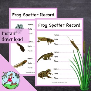 Frog Life-cycle Poster (printable PDF) - Etsy UK