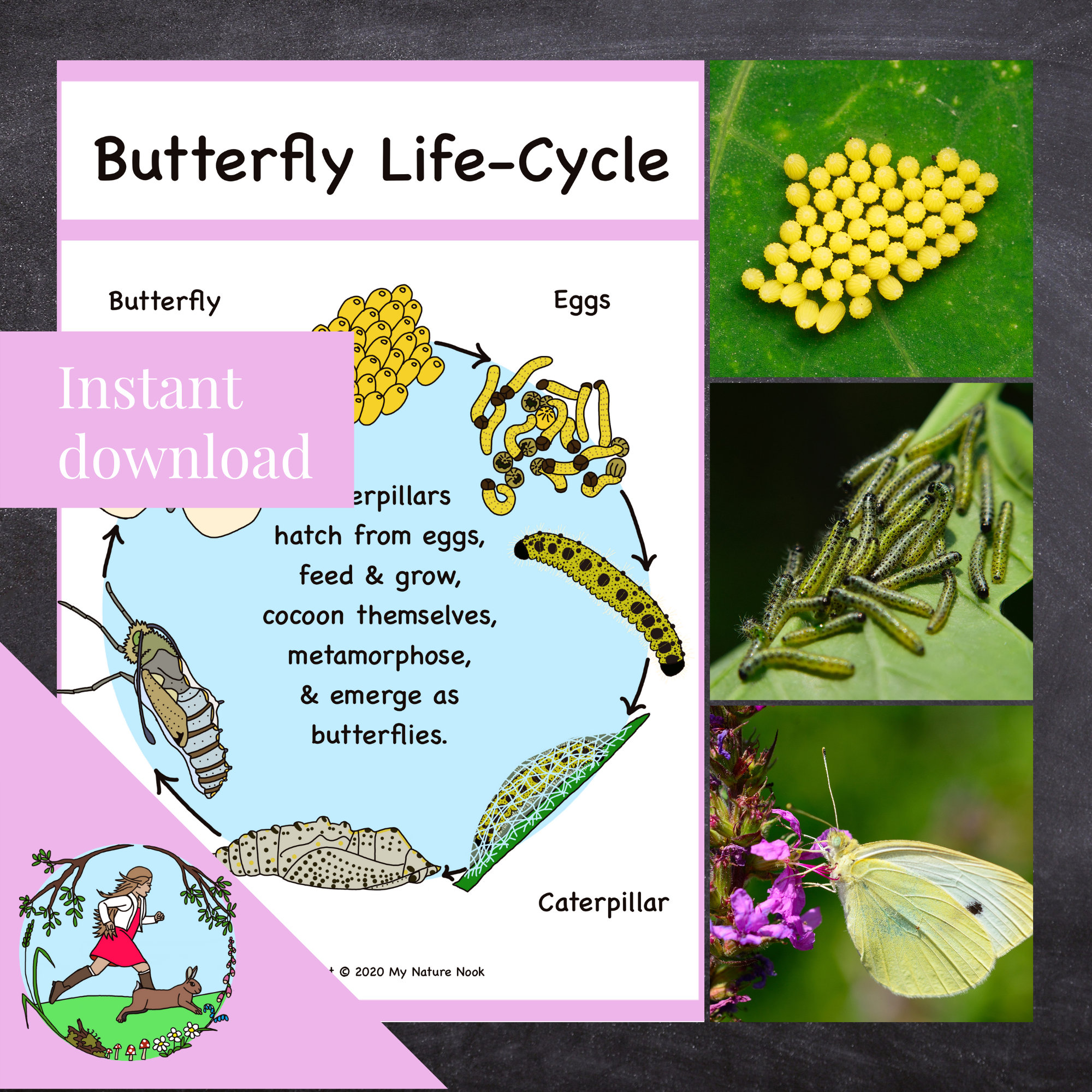 Butterfly LifeCycle Poster (printable PDF) ubicaciondepersonas.cdmx
