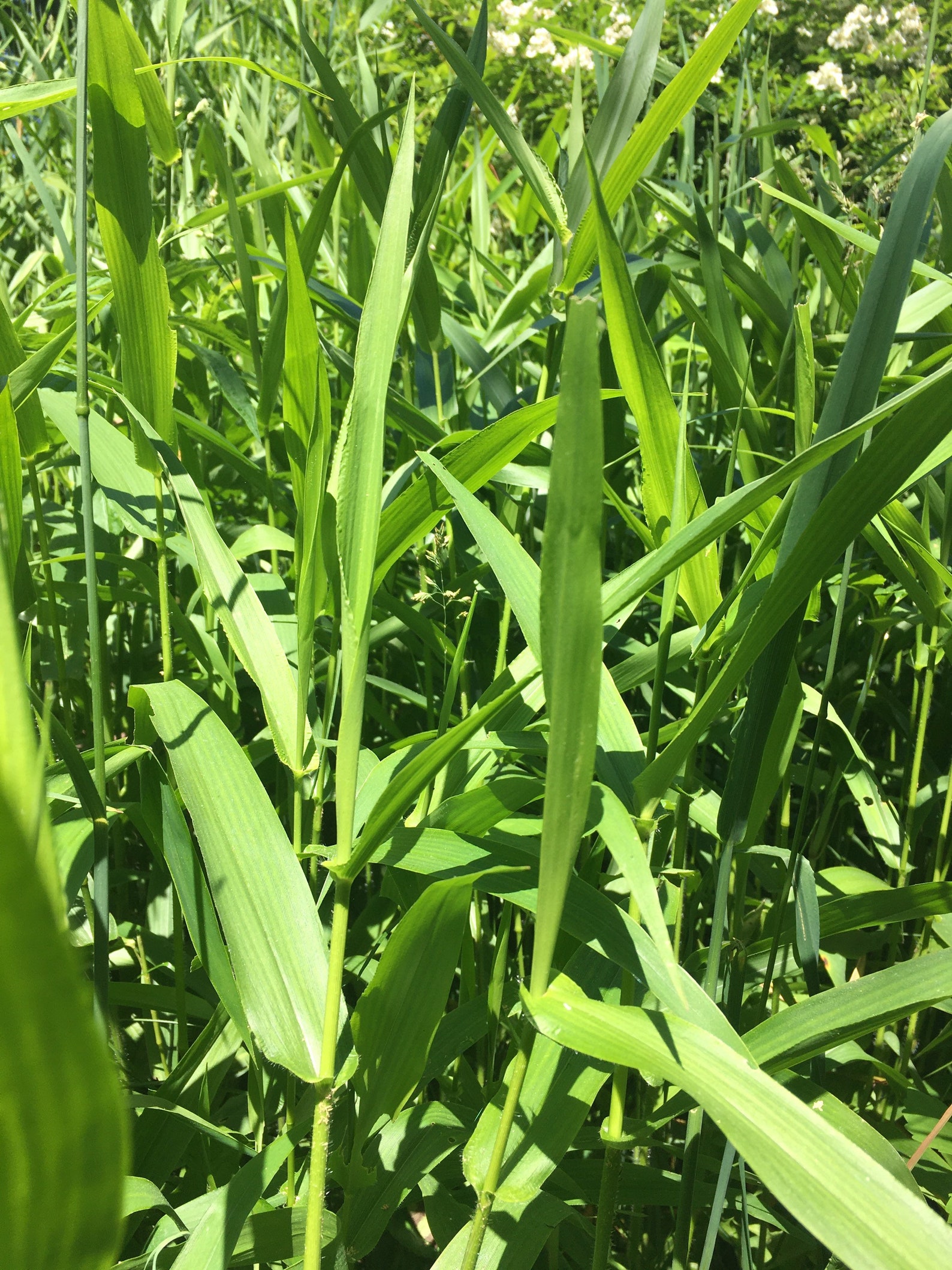 Dried Deertongue Witchgrass Witch Grass Dichanthelium Etsy