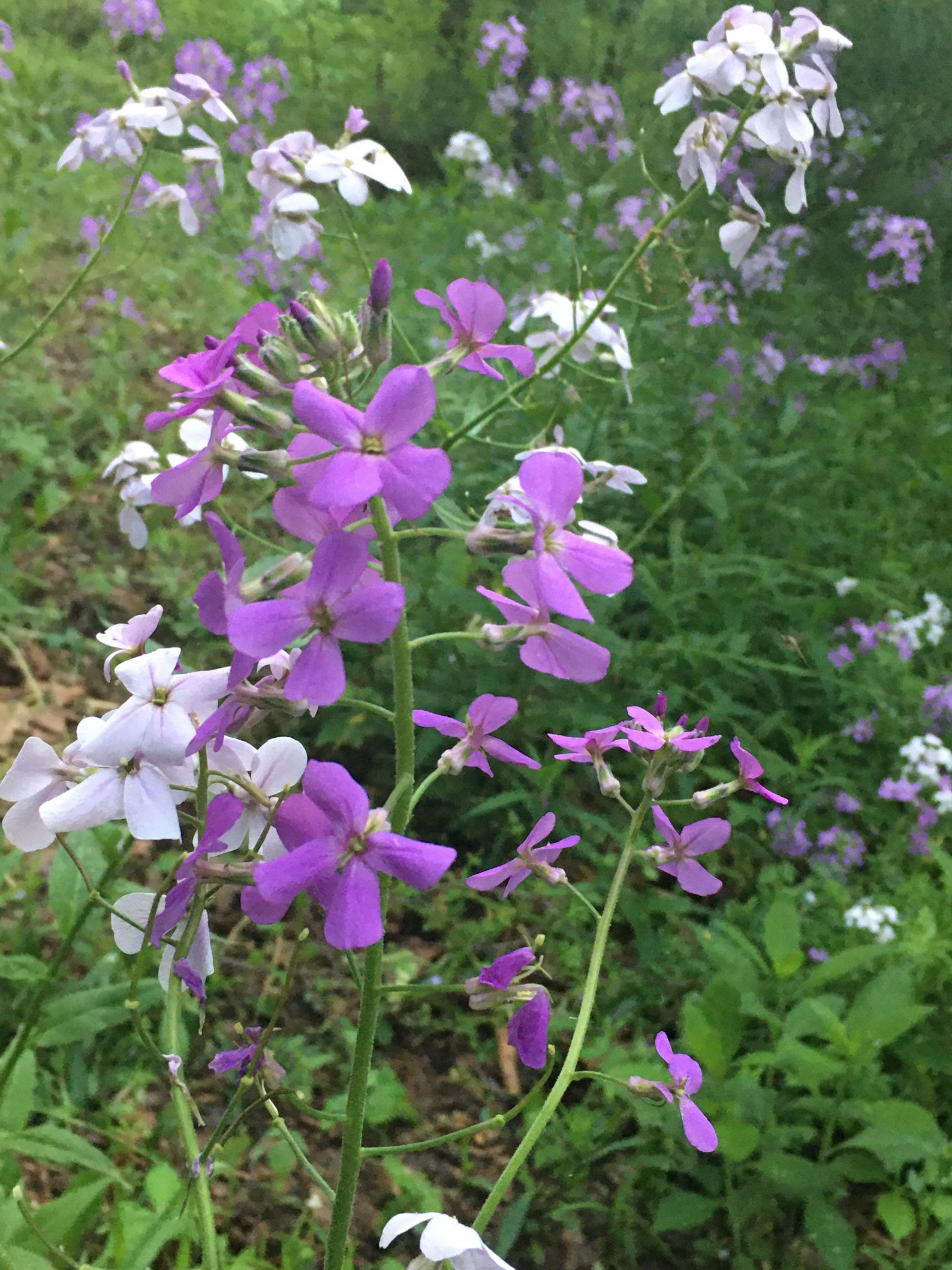 Dames Rocket Flower of Deceit Organic Harvested by Etsy