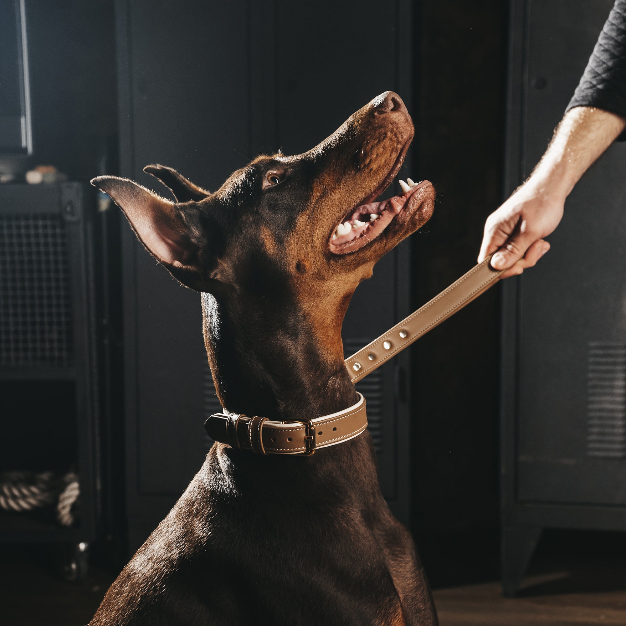Doberman Dog Collar Etsy Canada