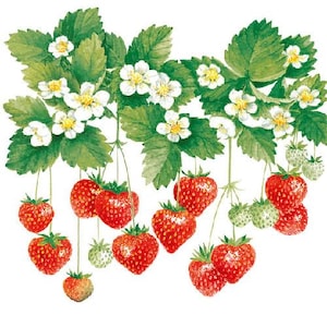 7 STRAWBERRIES, Paper Napkins For Decoupage, FRUITS, Lunch Napkins, VINTAGE, Decoupage Napkins, Strawberries And Flowers, Paper Serviettes
