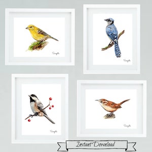 Set of 4 bird prints, Four Watercolor birds,  Downloadable prints, warbler, bluejay, chickadee, wren, Printable wall art.  gift for her