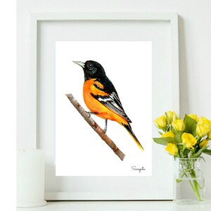 Baltimore Oriole bird watercolor painting, Digital download,  Baltimore Oriole wall art print, orange and black bird