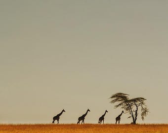 A Giraffe Family in Kenya, Africa - Print, Frame