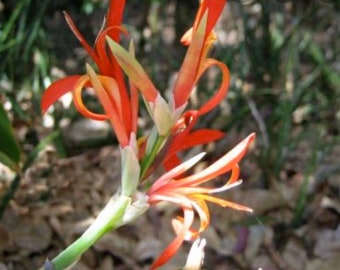 Canna indica