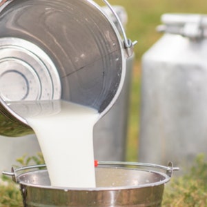 May include: A silver metal bucket is being poured into a larger silver metal bucket. The milk is flowing from the smaller bucket into the larger bucket.