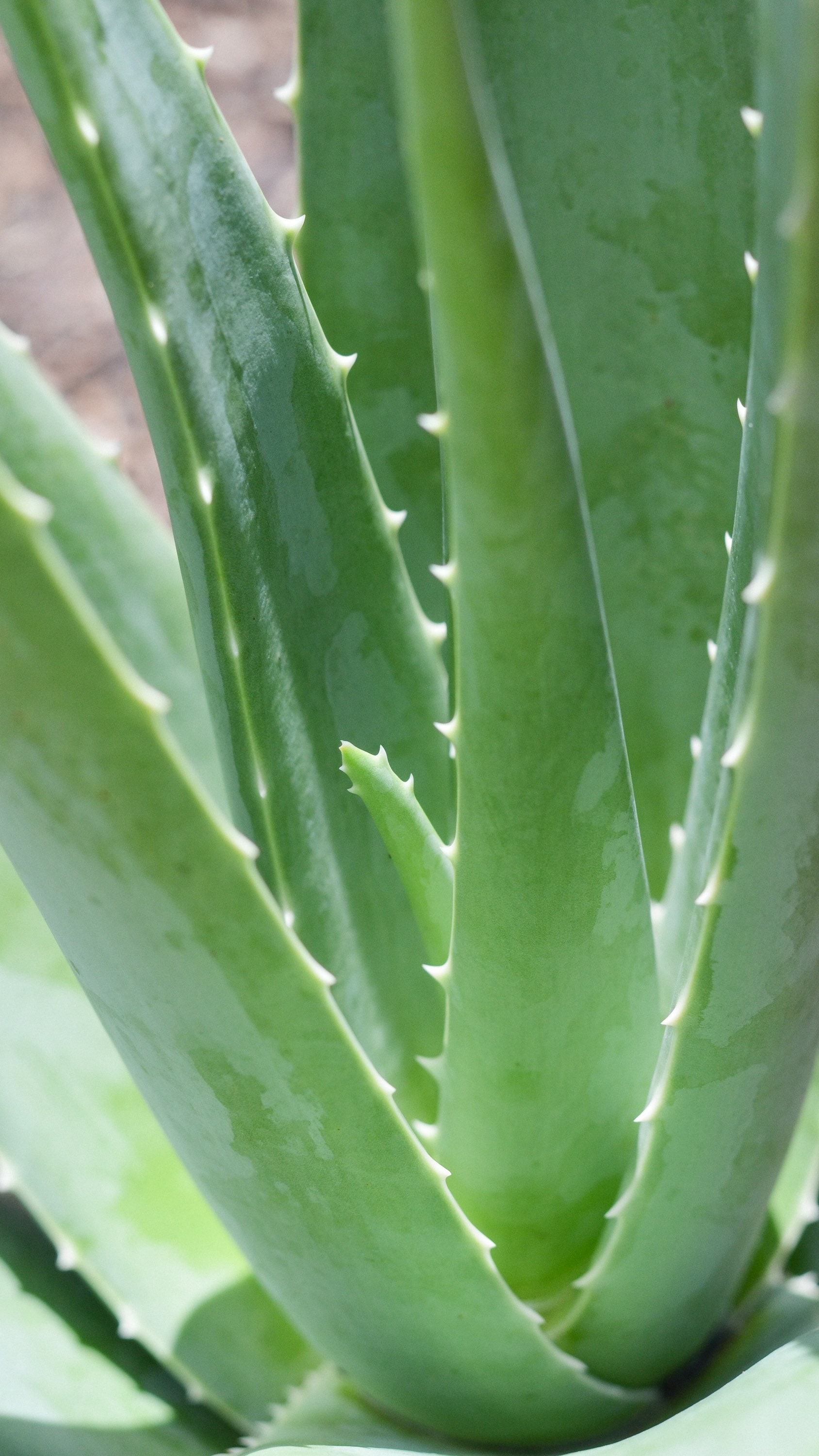 Buttermilk Honey Goat Milk Soap Tallow Soap Goat Milk Etsy