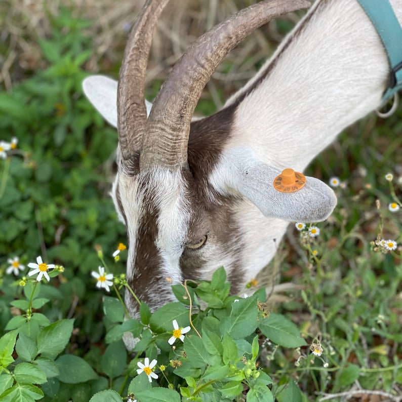 May include: A brown and white goat with long horns is grazing in a field of white wildflowers. The goat has a small orange tag on its ear.