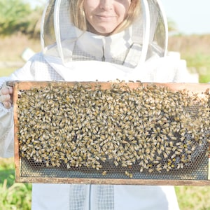 May include: A beekeeper in a white protective suit holds a wooden frame filled with honeycombs covered in bees.