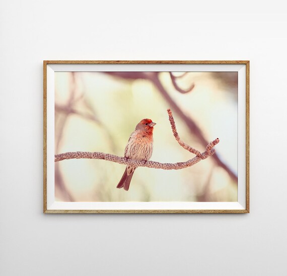 Impresion De Finch De La Casa Arte De La Pared Grande Etsy