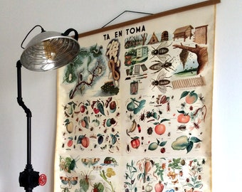 Vintage Entomology Chart: Large Insect Wall Hanging, Greek Science Decor