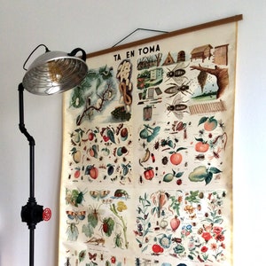 Vintage grote insecten grafiek, entomologie oude shcool grafiek, vintage grafiek, muur opknoping, vintage pull down grafiek, wetenschap grafiek, home decor.