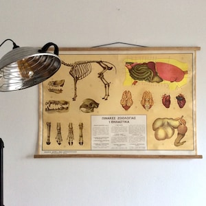 Vintage Anatomie & Fysiologie Grafiek van Mamals, Old Shcool Chart, Vintage Pull down chart, Science Chart, Wall Tapestry, Home Decor.