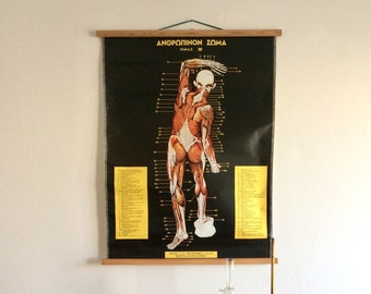 Vintage Human Anatomy Pull Down Chart: Greek Medical School Poster