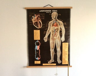Vintage Human Anatomy Pull Down Chart: Greek Medical School Poster
