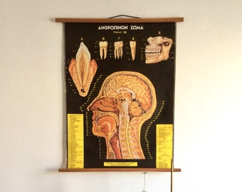 Vintage Human Head Anatomy Chart: Medical School Educational Poster