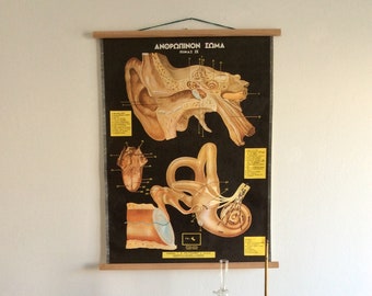 Vintage Ear Anatomy Pull Down Chart: 1960s Greek Medical Poster