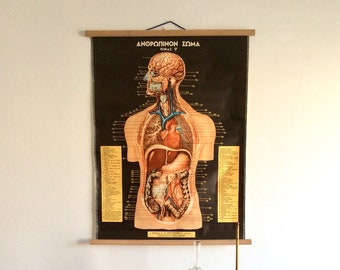 Vintage Human Anatomy Pull Down Chart: Greek Medical School Poster