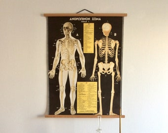 Vintage Human Anatomy Pull Down Chart: Greek Medical School Poster