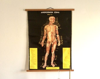 Vintage Human Anatomy Pull Down Chart: Greek Medical School Poster