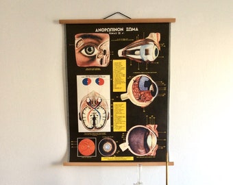 Original Vintage Eye Anatomy Pull Down Chart, Vintage Human Body Anatomy, Medical School Chart, Educational Poster.