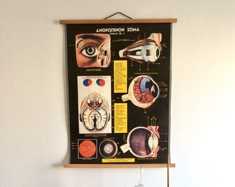 Vintage Eye Anatomy Pull Down Chart: 1960s Greek Medical Poster