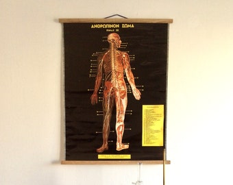 Vintage Human Anatomy Pull Down Chart: Greek Medical School Poster