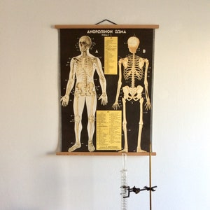 Original Anatomie Pull-Down-Chart, Vintage menschlichen Körper Anatomie, medizinische Schule Diagramm, pädagogische Poster.