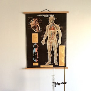 Original Anatomie Lehrkarte, Vintage Human Body Anatomie, Medizinische Schulkarte, Pädagogisches Poster, seltenes antikes Anatomie Poster.
