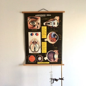 Original Vintage Auge Anatomie Pull-Down-Chart, Vintage menschlichen Körper Anatomie, medizinische Schule Diagramm, pädagogische Poster.