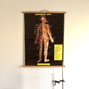 Original Anatomie Pull-Down-Chart, Vintage menschlichen Körper Anatomie, medizinische Schule Diagramm, pädagogische Poster, seltene antike Anatomie Poster.