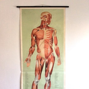 Vintage Human Muscular System Anatomy Chart: Life Size Mid-Century German Wall Hanging