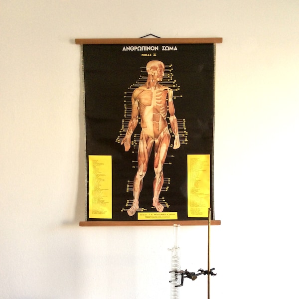 Original Anatomy Pull Down Chart, Vintage Human Body Anatomy, Medical School Chart, Educational Poster, Rare Antique Anatomy Poster.