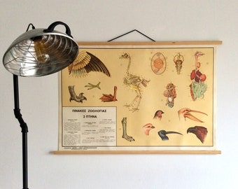 Vintage Bird Anatomy Chart: Greek Science Wall Tapestry