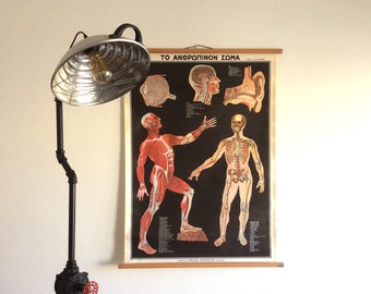 Authentic Vintage Anatomy Chart, Vintage Educational Chart, Human Anatomy School Chart, Vintage Greek Pull Down Chart.