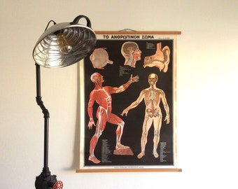 Vintage Human Anatomy Chart: Greek Educational Wall Decor